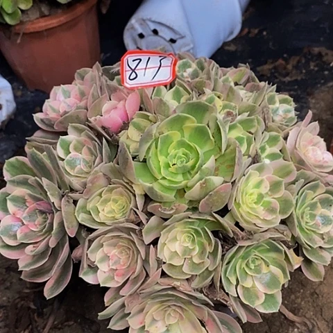 粉女巫老桩捧花813号