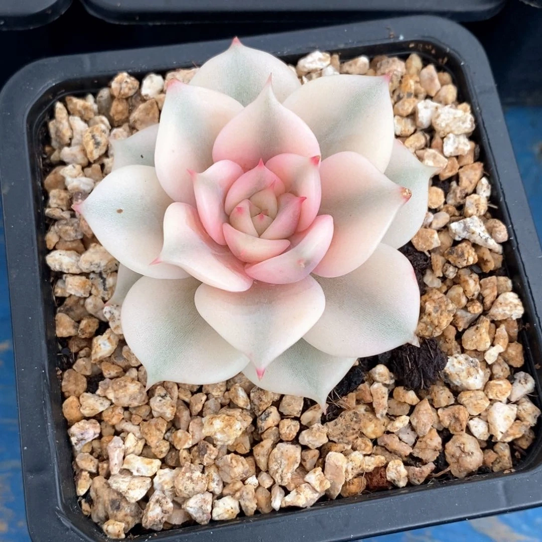 ✨***✨贝加尔湖锦多肉锦景天