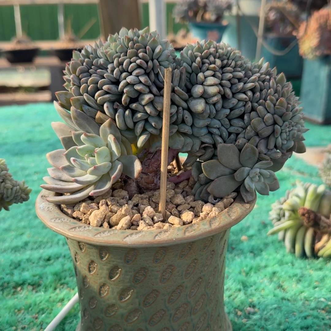 星影树缀无砍多肉