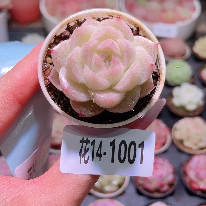 花利美14-1001麦秆