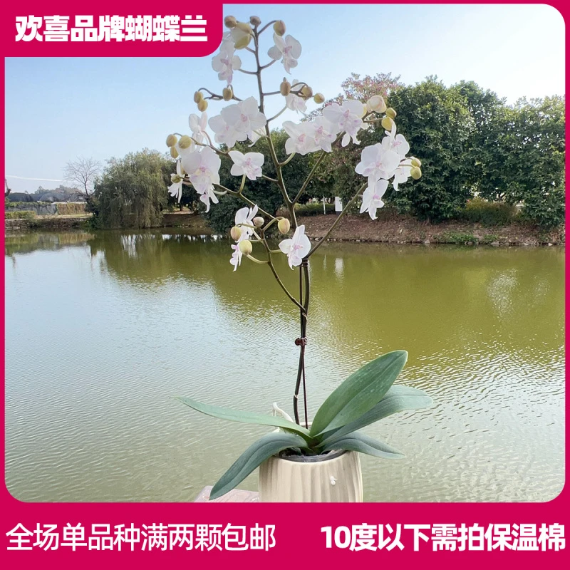 【水晶公主】精品蝴蝶兰鲜花绿植室内花盆景