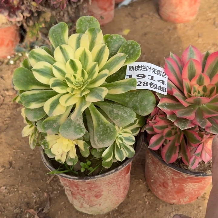 1914两个组合二号棚C