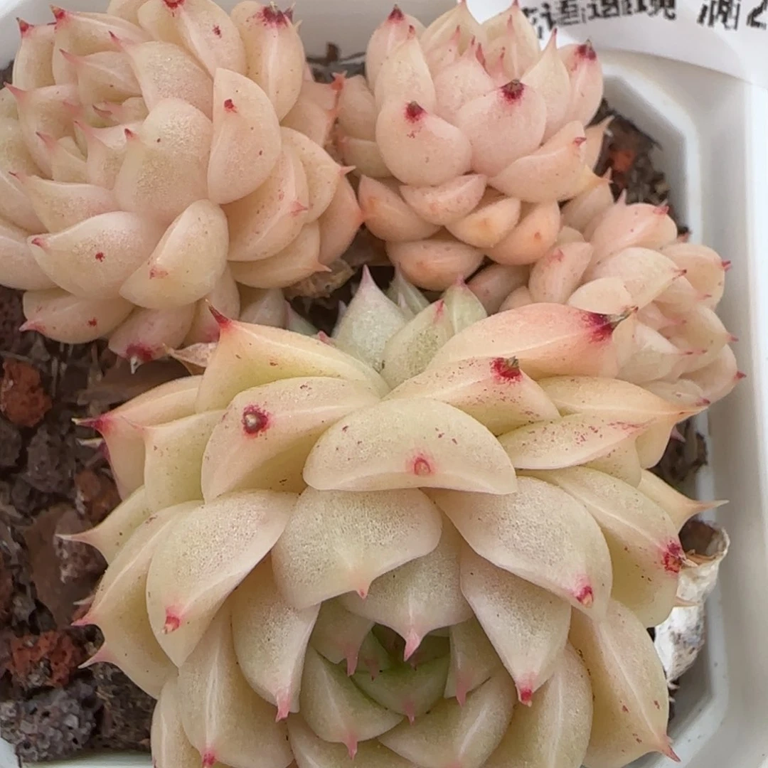 花语逸镜0207-433散