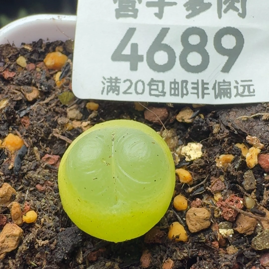 拉登1.5脱土1200。