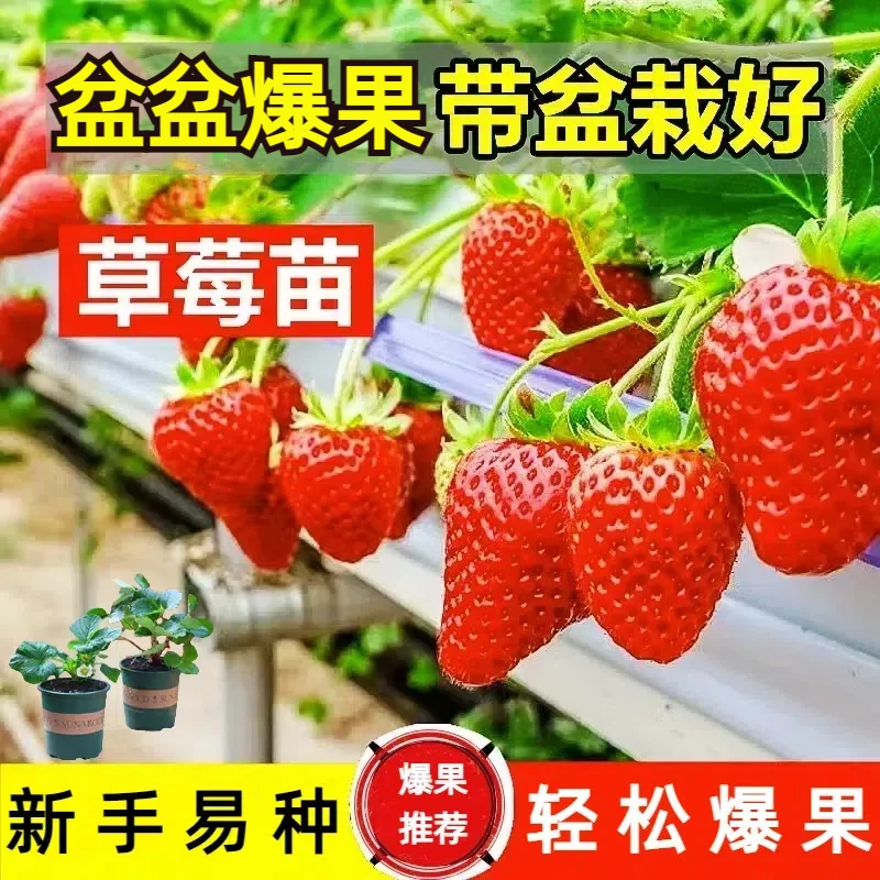 草莓苗【带花带果】红颜奶油草莓苗盆栽带盆带土阳台种植新手草莓苗