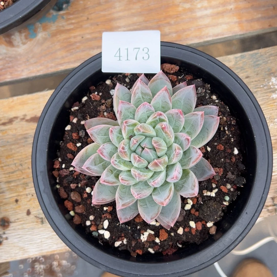 为**歌4173肉多么多哦多么多哦