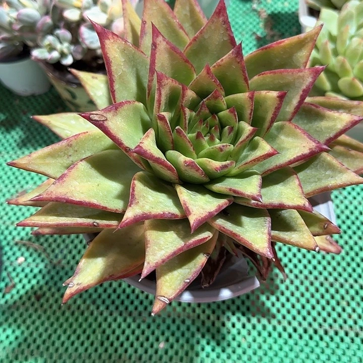 口红多肉植物的生长