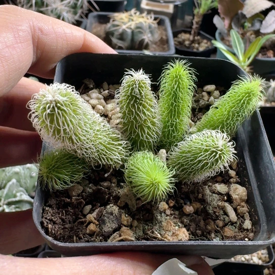 简****226毛茸角脱土发货