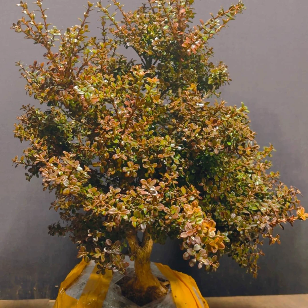 【闪购商品】完全开放