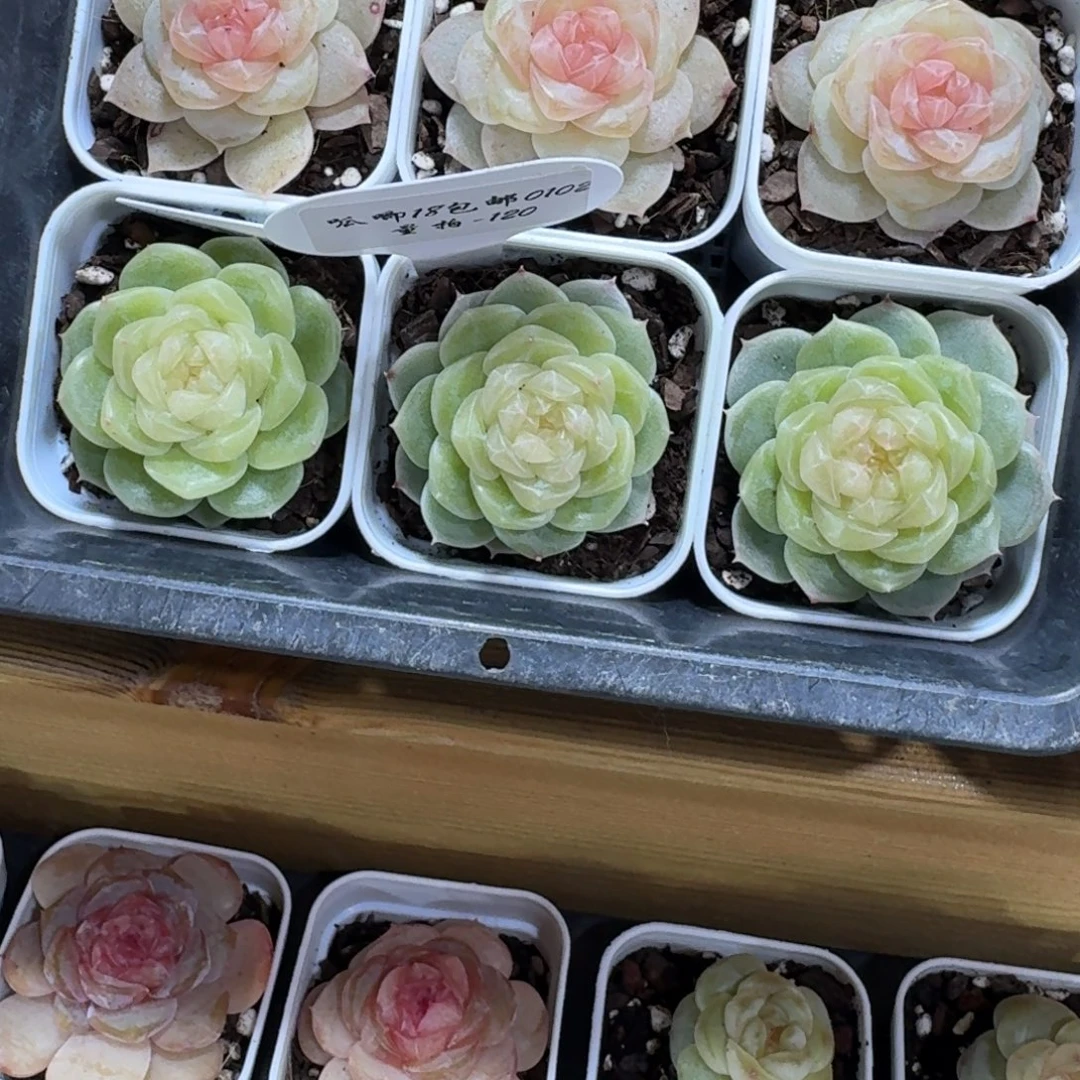 0102-120-0006一颗量拍