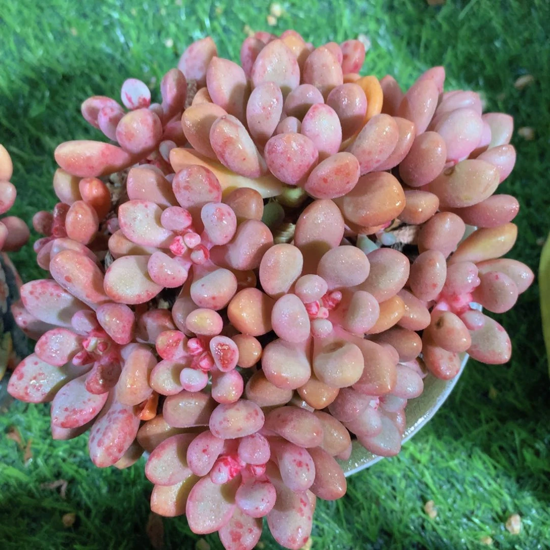 先锋派13 公分一物一拍