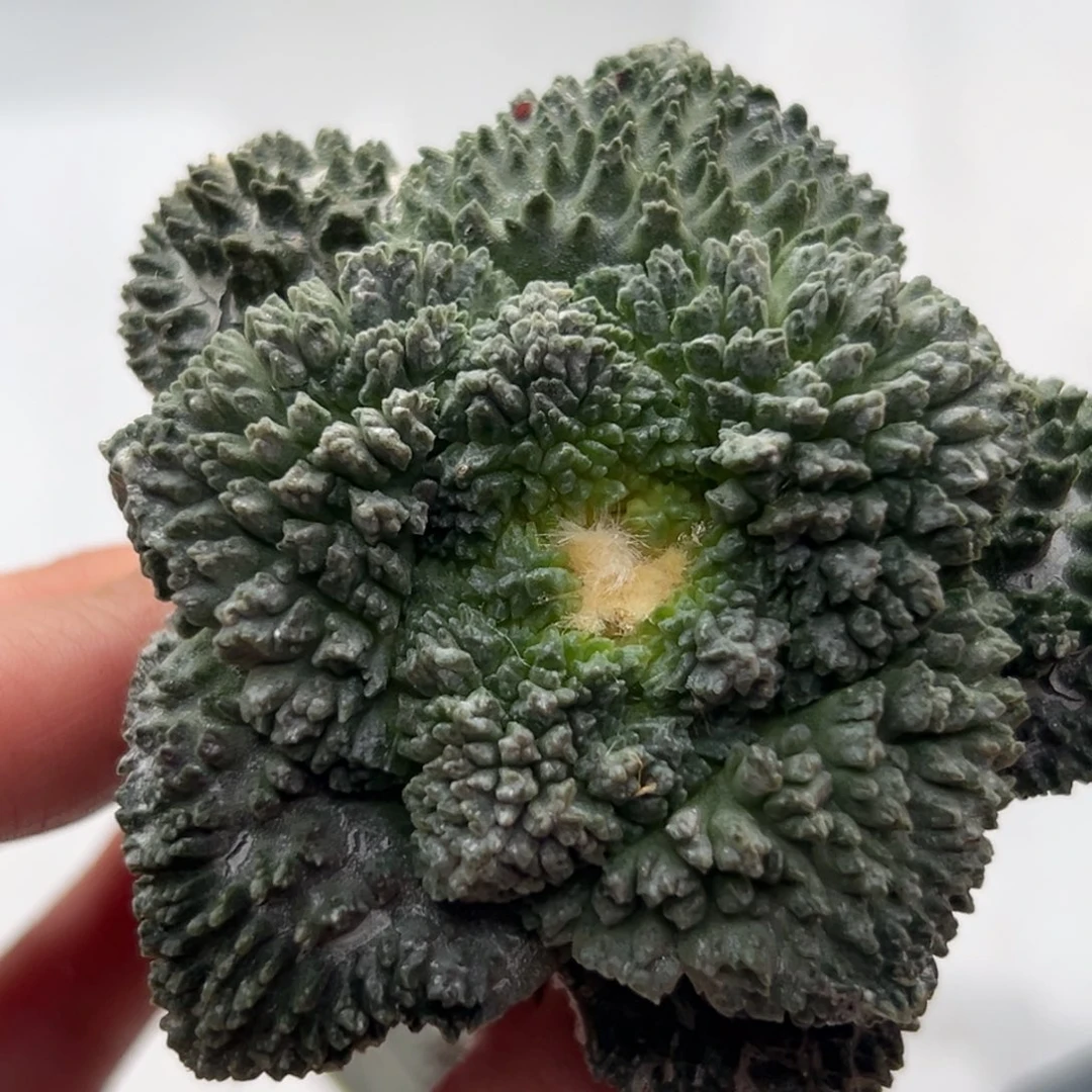 434 years ago today I was