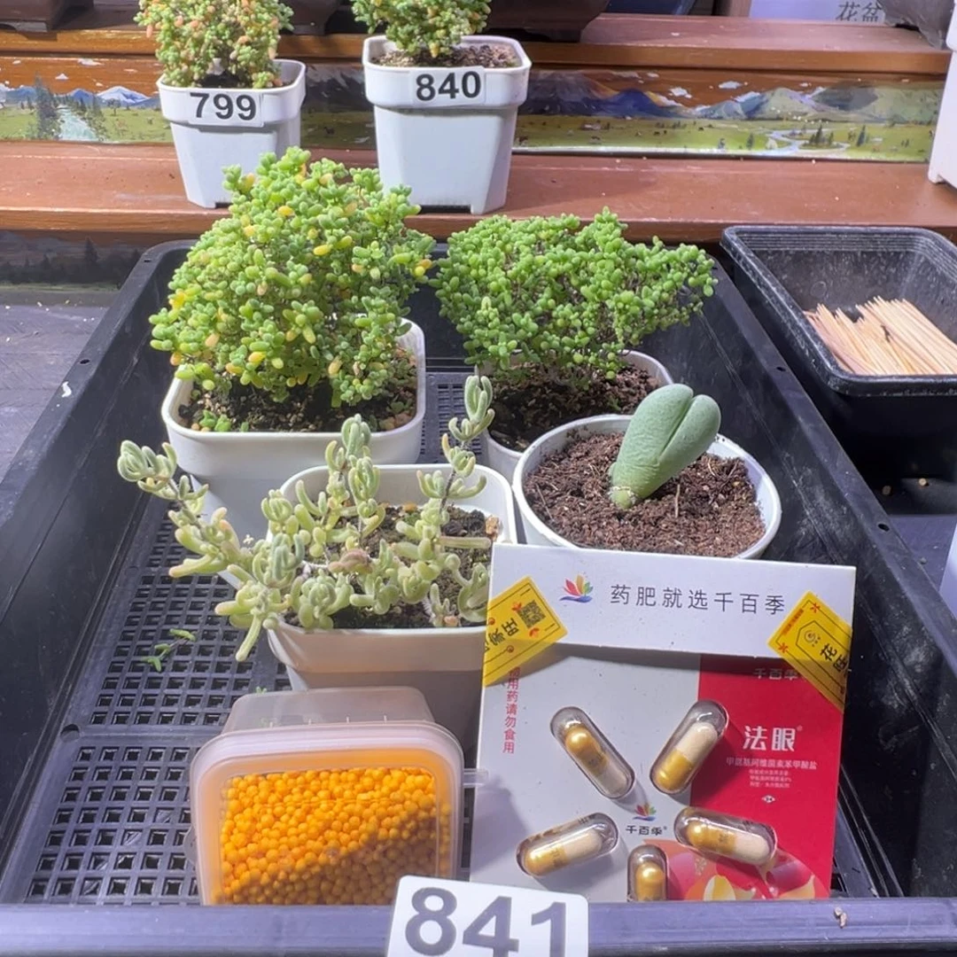 枝干番杏多肉植物841乐