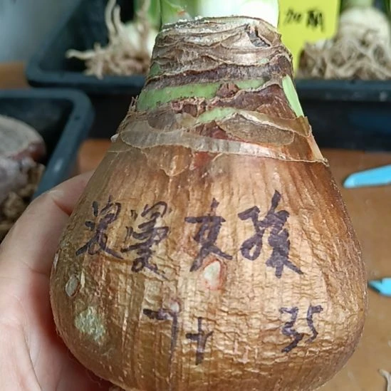 无花朵浪漫女孩7+