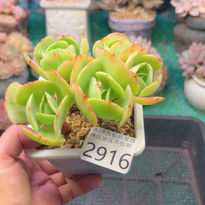 大2916:）zvzbzbfhb