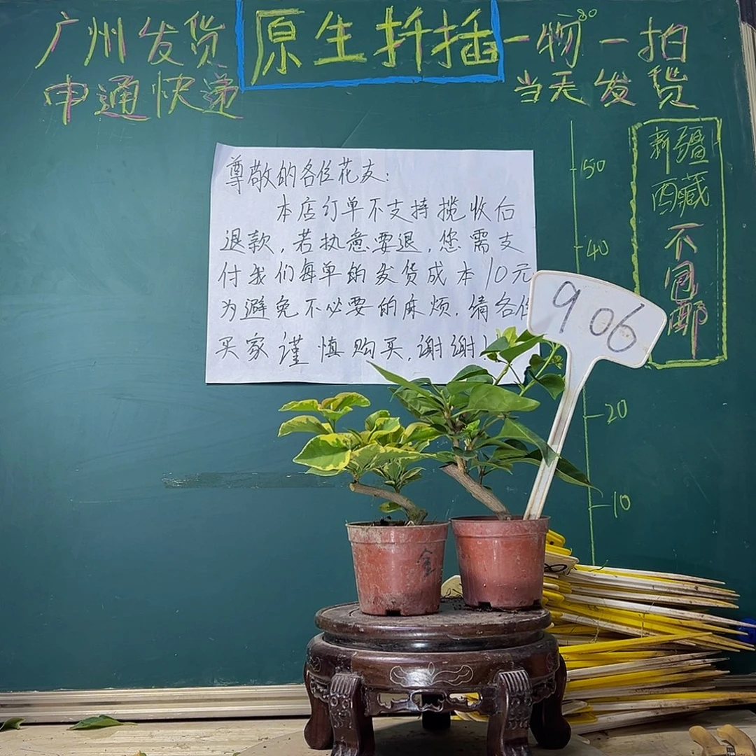 当前无花栽培后可以开花金边黄掌中宝 绿叶五宝掌中宝906