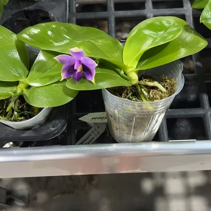 花***语完全开放蓝贝2.5杯