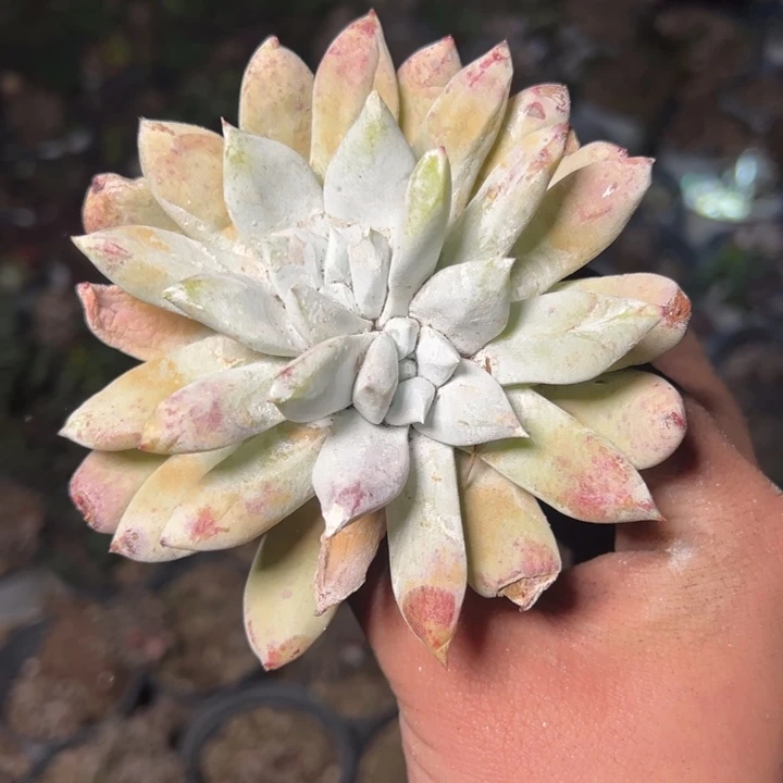 529哈哈哈哈哈哈哈哈