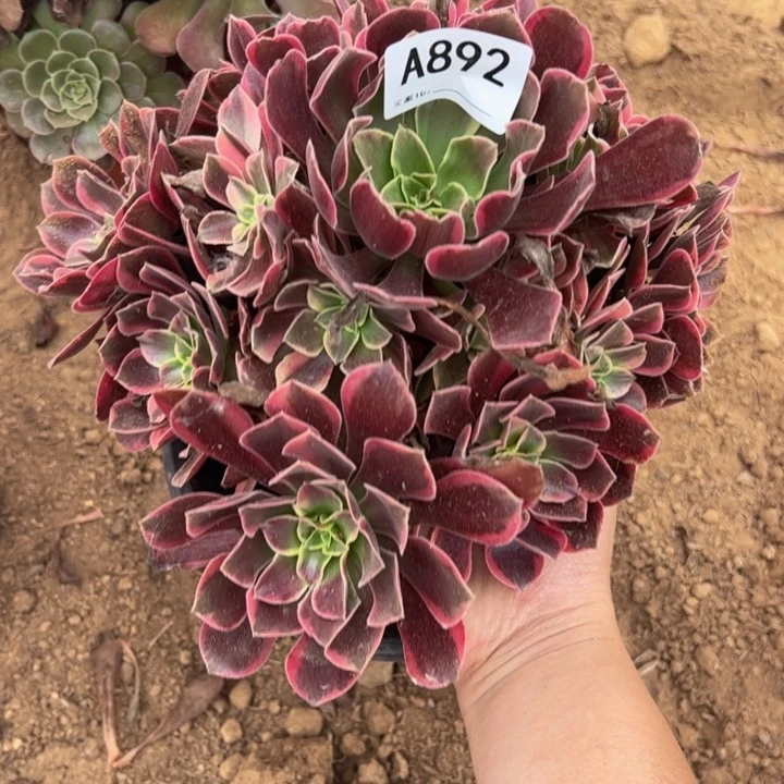 金丝却多肉植物892.