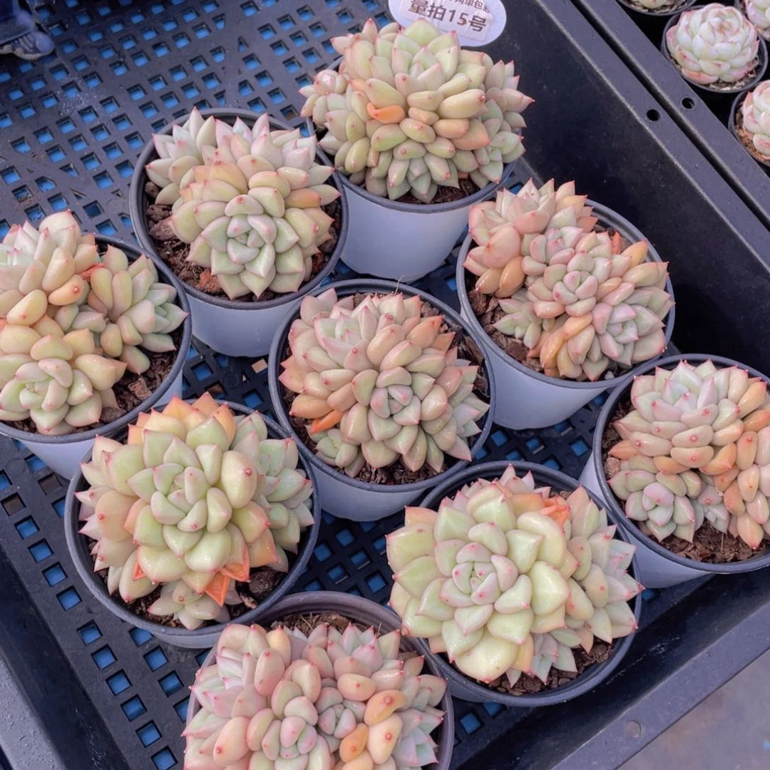 量拍15号黄金象牙大群生一个