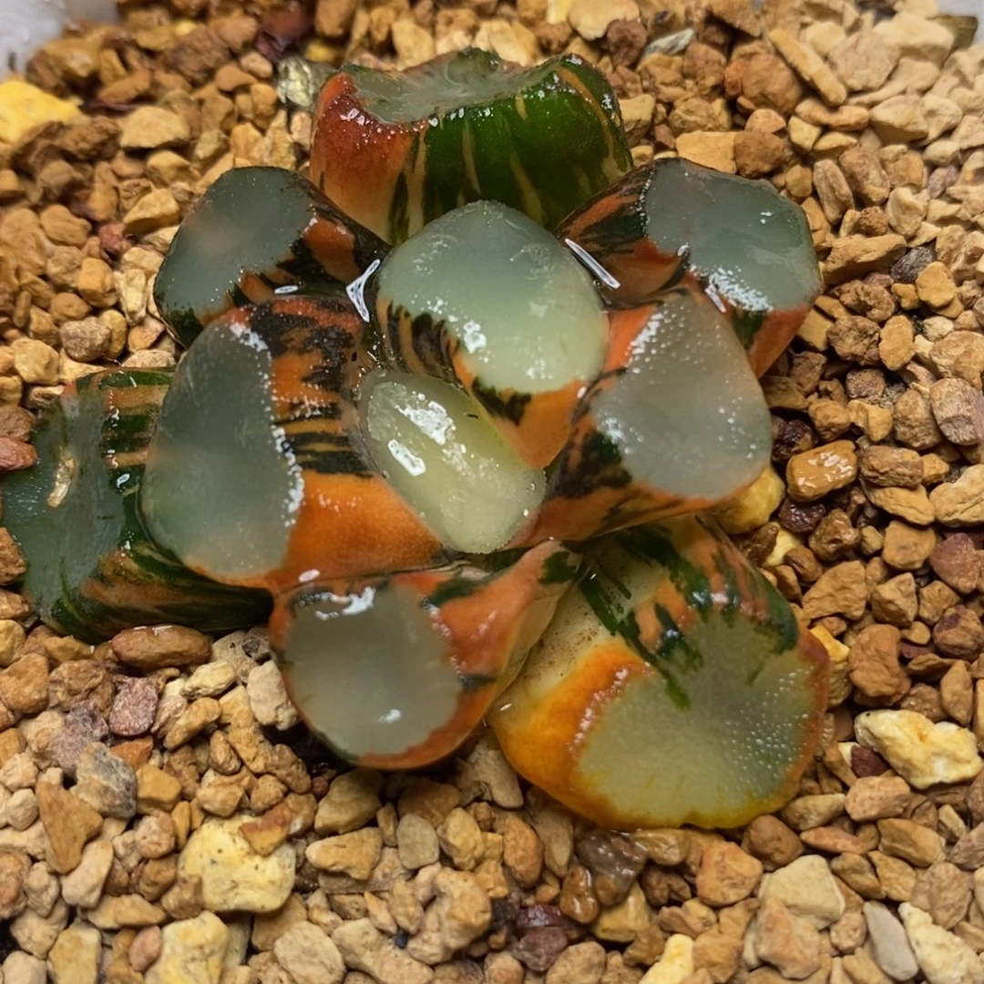 36空门万象锦一物一拍