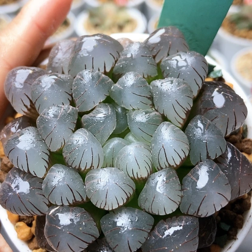 【闪购商品】紫肌冰灯68