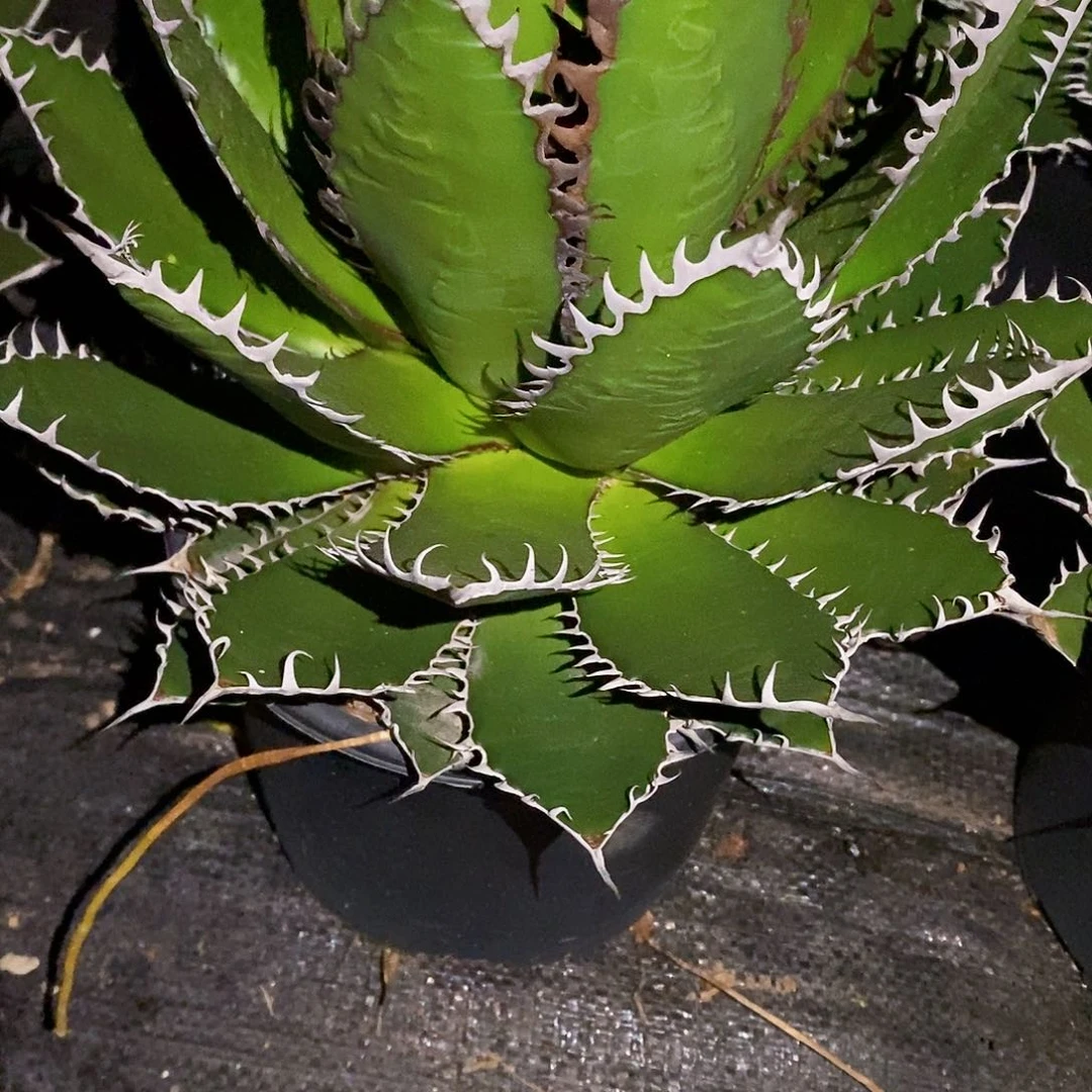 多肉植物龙蛇兰植物