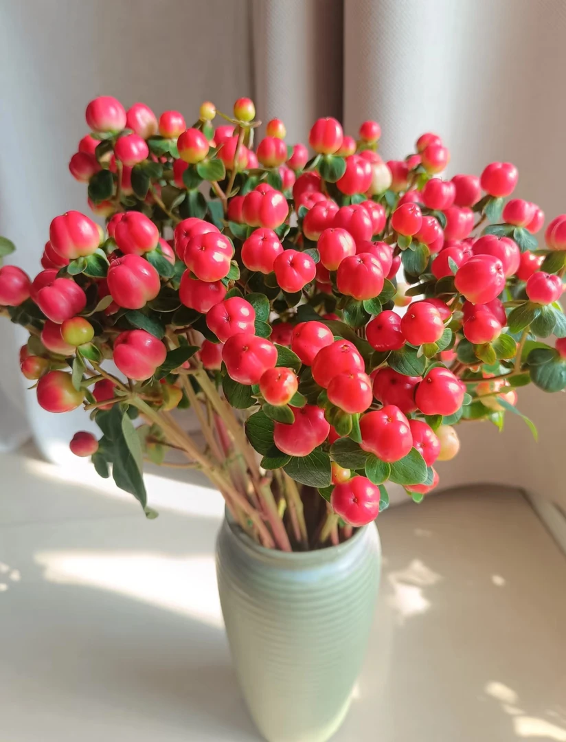 【红豆】【叁叁专属】火龙珠相思豆云南直发