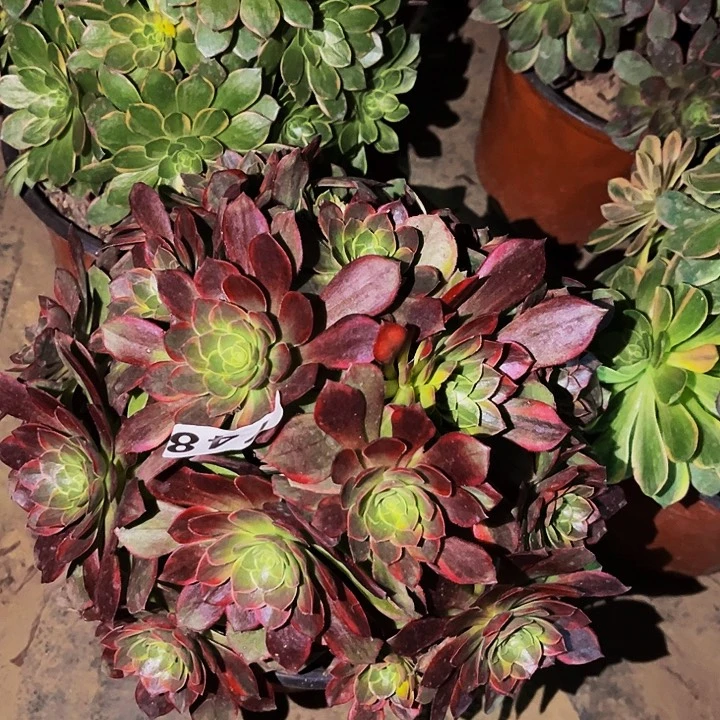 748黄金万两多肉植物处理不售后