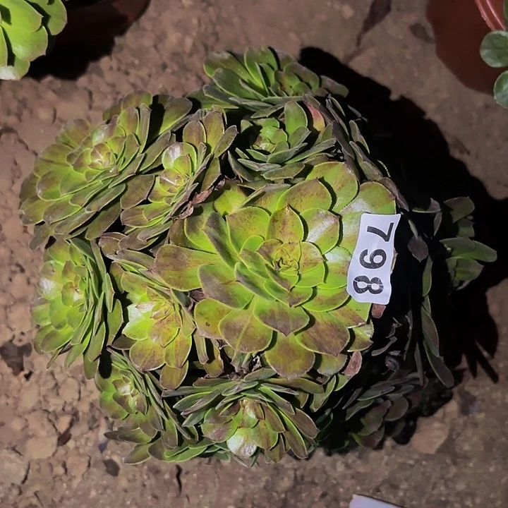 798花月夜多肉植物不售后