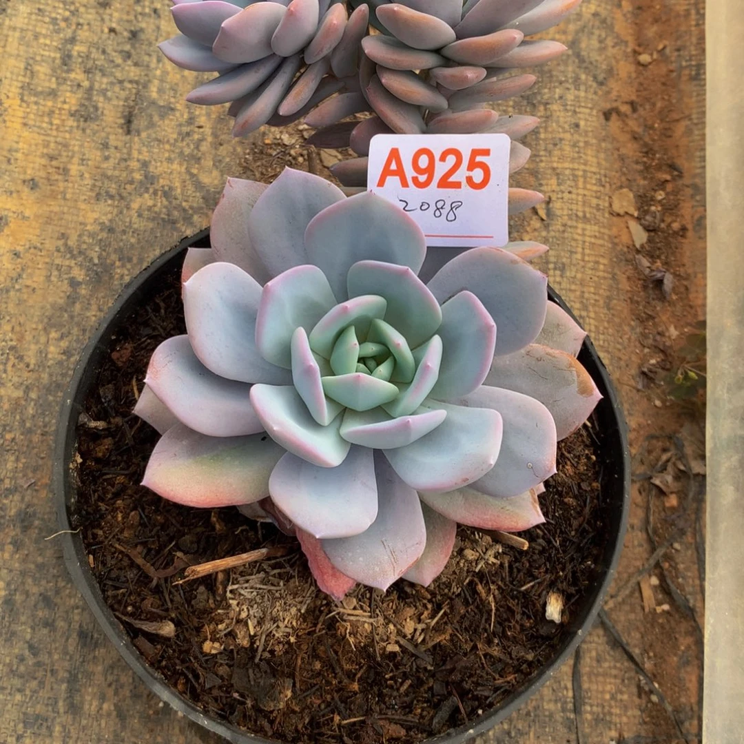 蓝***8奶茶小群多肉植物