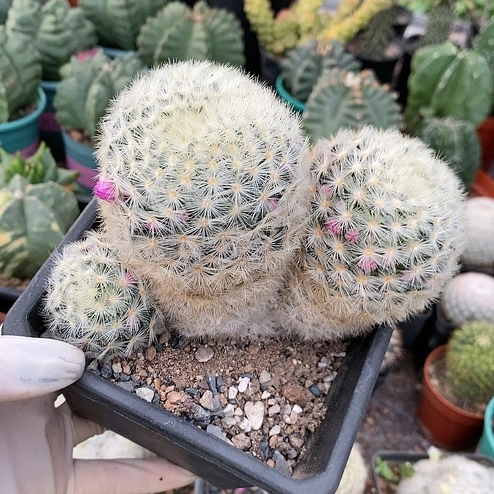 花花草草花花草草