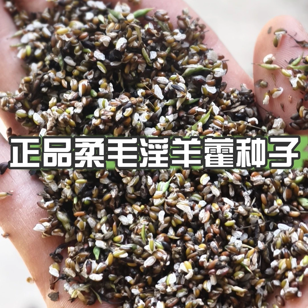 头茬柔毛淫羊藿种子5-12月都可播种下月涨价来直播间学育苗技术
