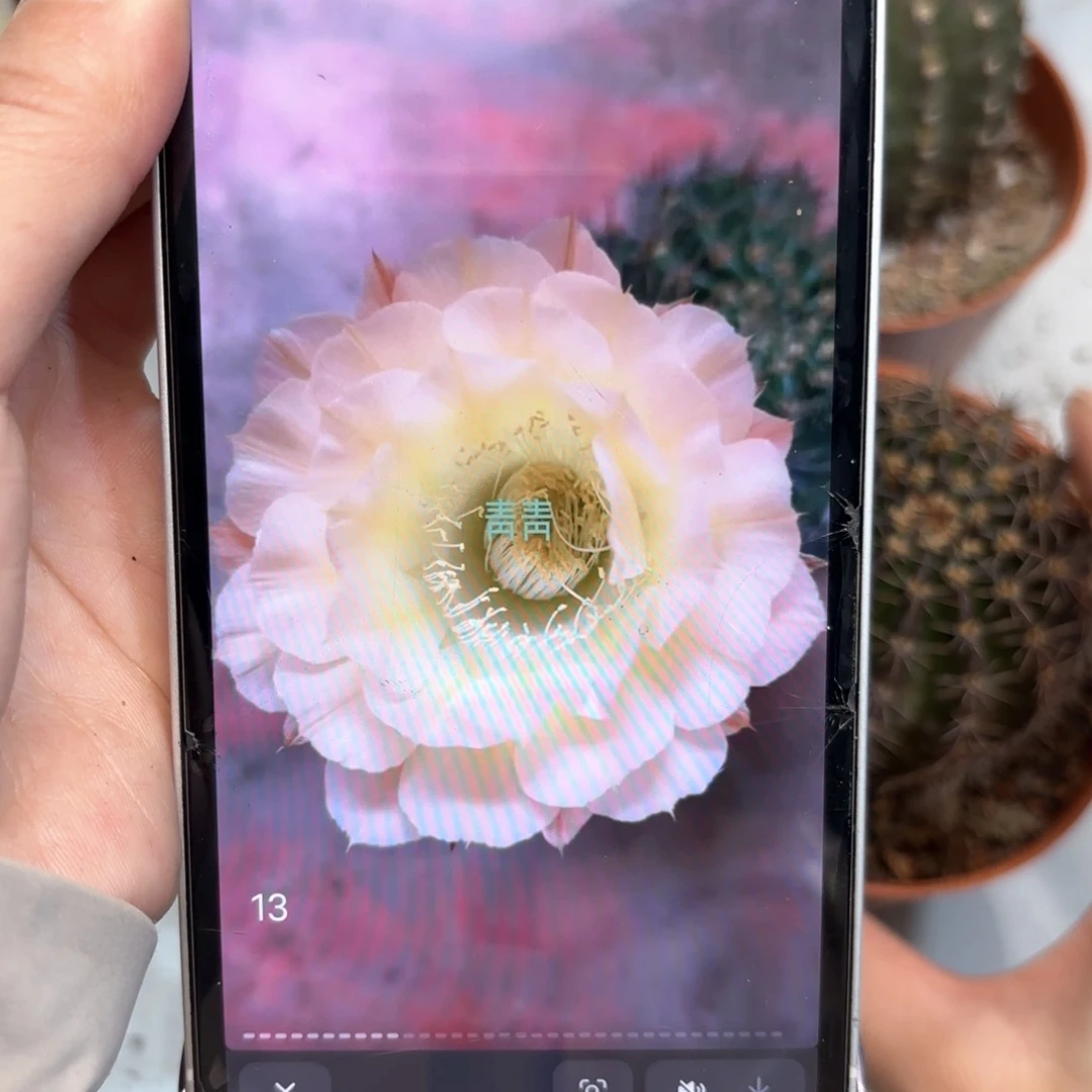 彩草32号6公分左右
