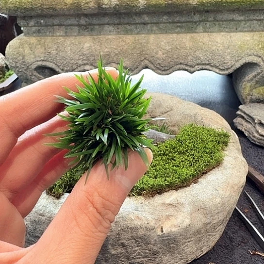 桐***阁两颗贵船苔菖蒲顺丰包邮