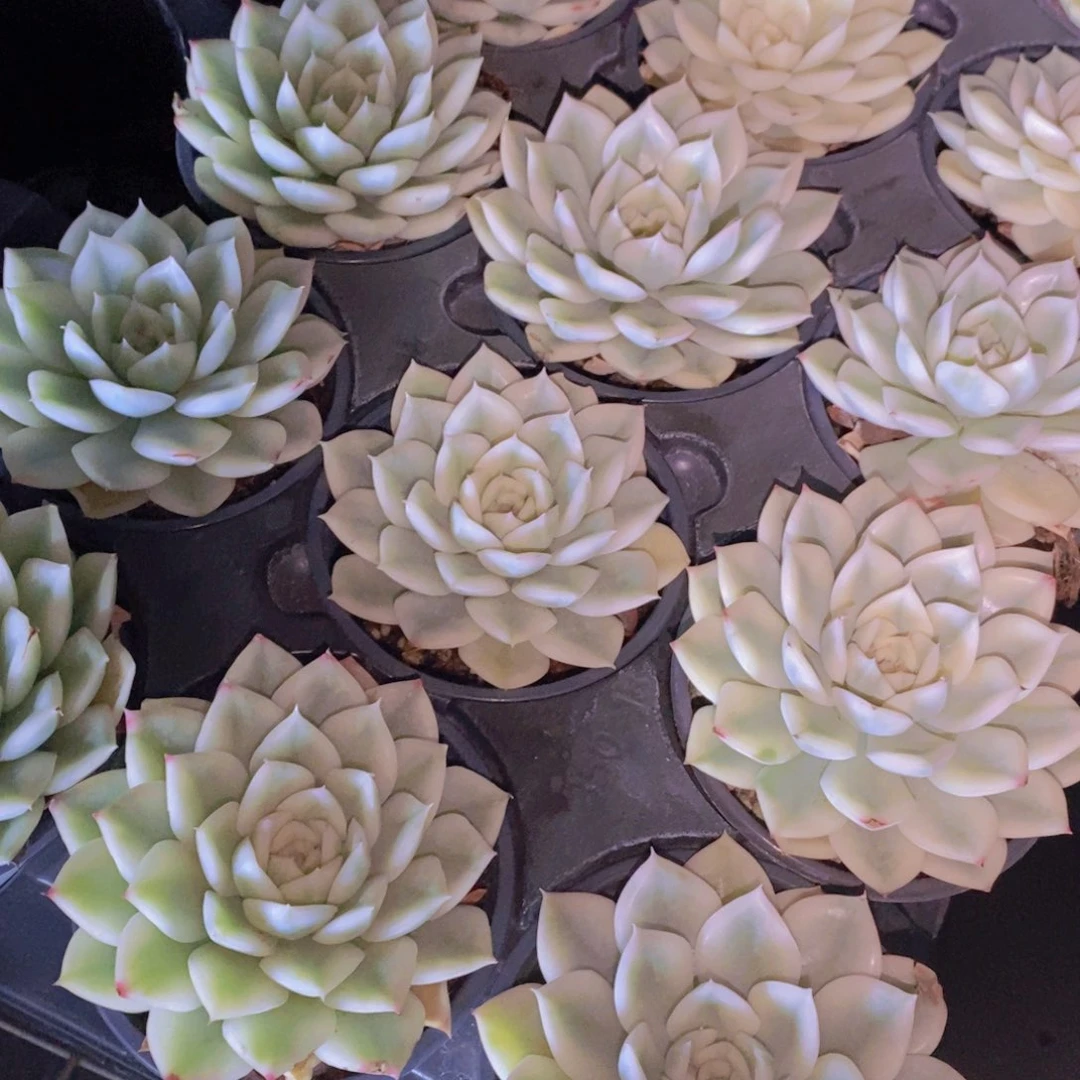 量拍23号 精品母本月亮仙子锦单头两个