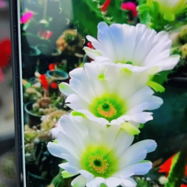 82白美花角2个歪无根侧芽5公分左右20包邮