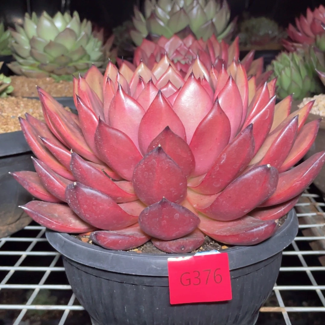 多肉植物多肉植物376