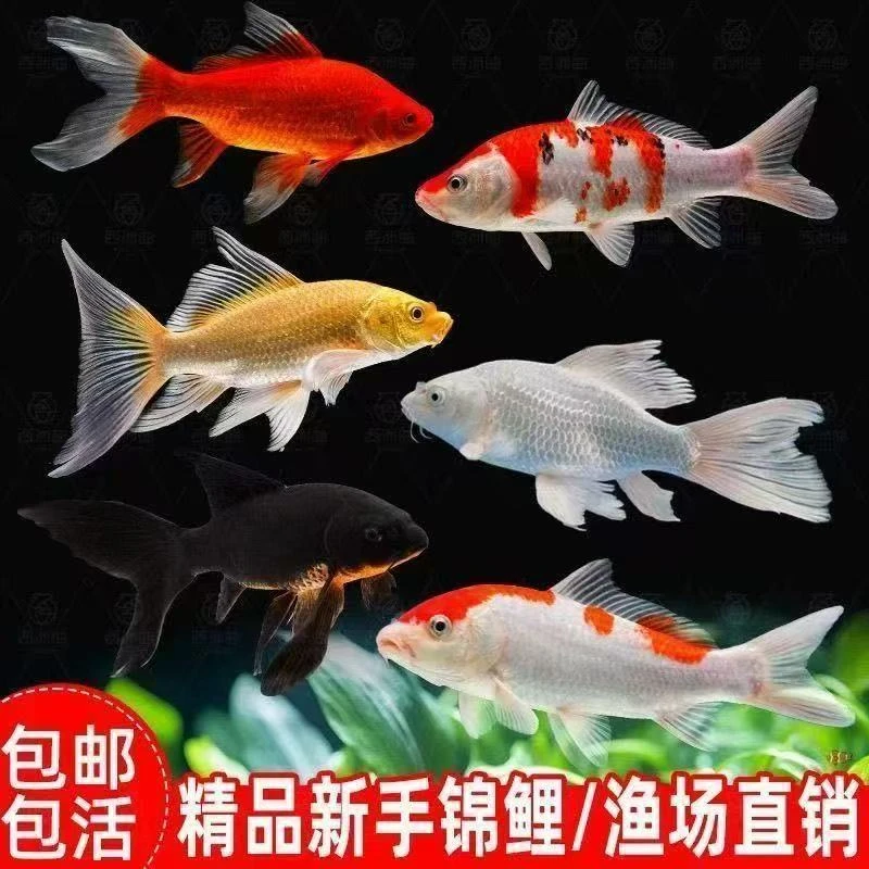 20条精品锦鲤草金渔场直发二选过后的精品锦鲤混搭发货
