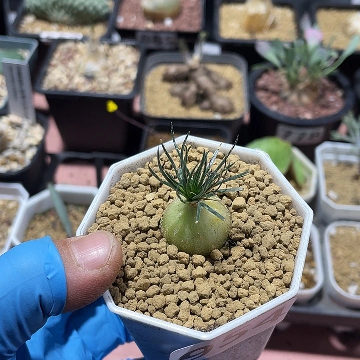 954大毛叶迷你海葱