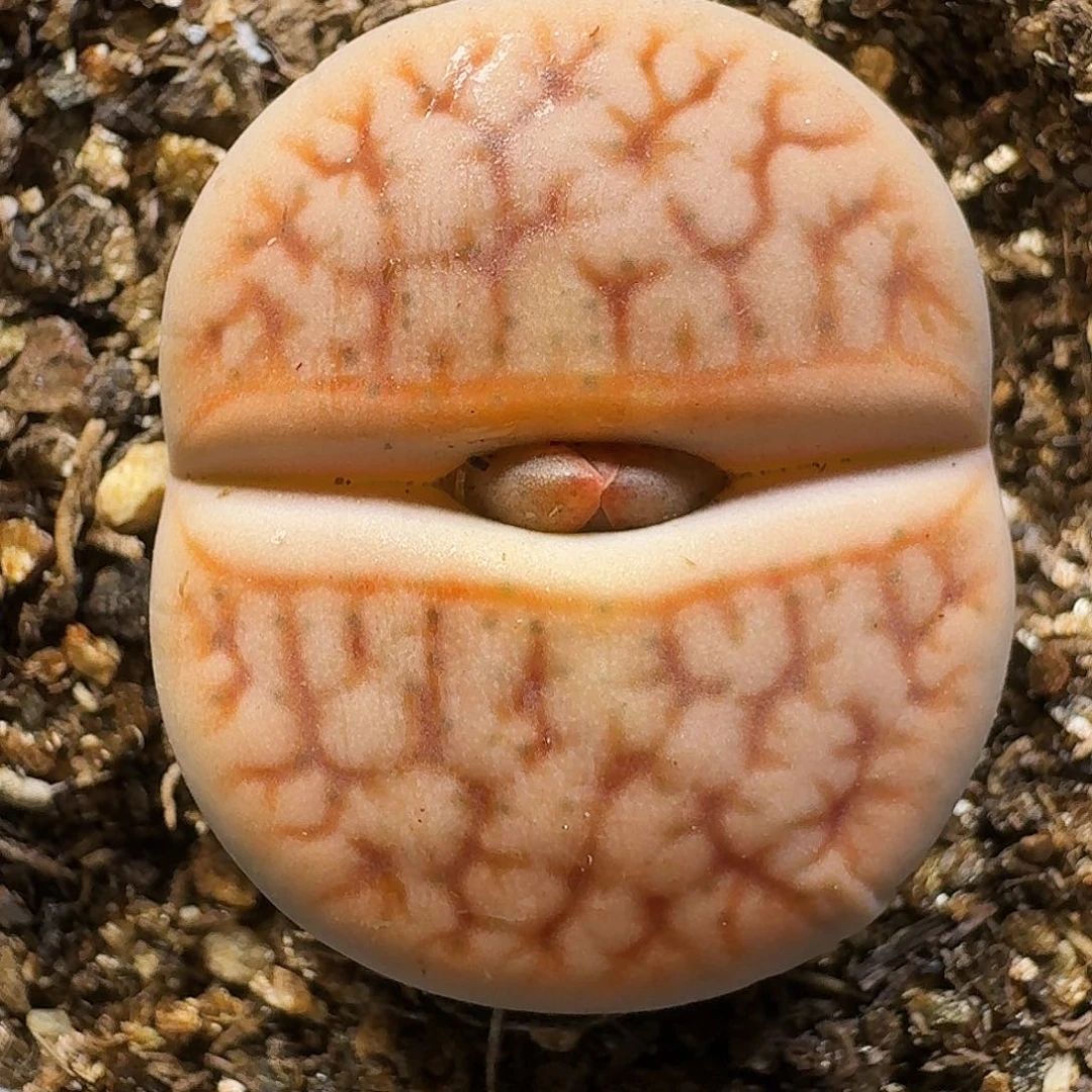 生石花111111。   159