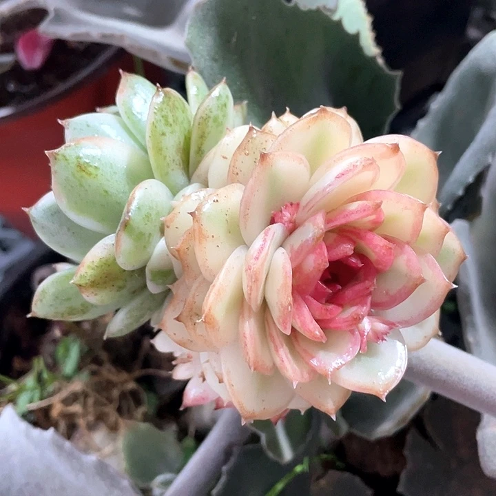 黑水晶宽锦。一物一拍