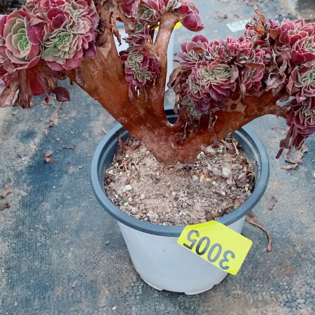欧紫缀多肉3005植物