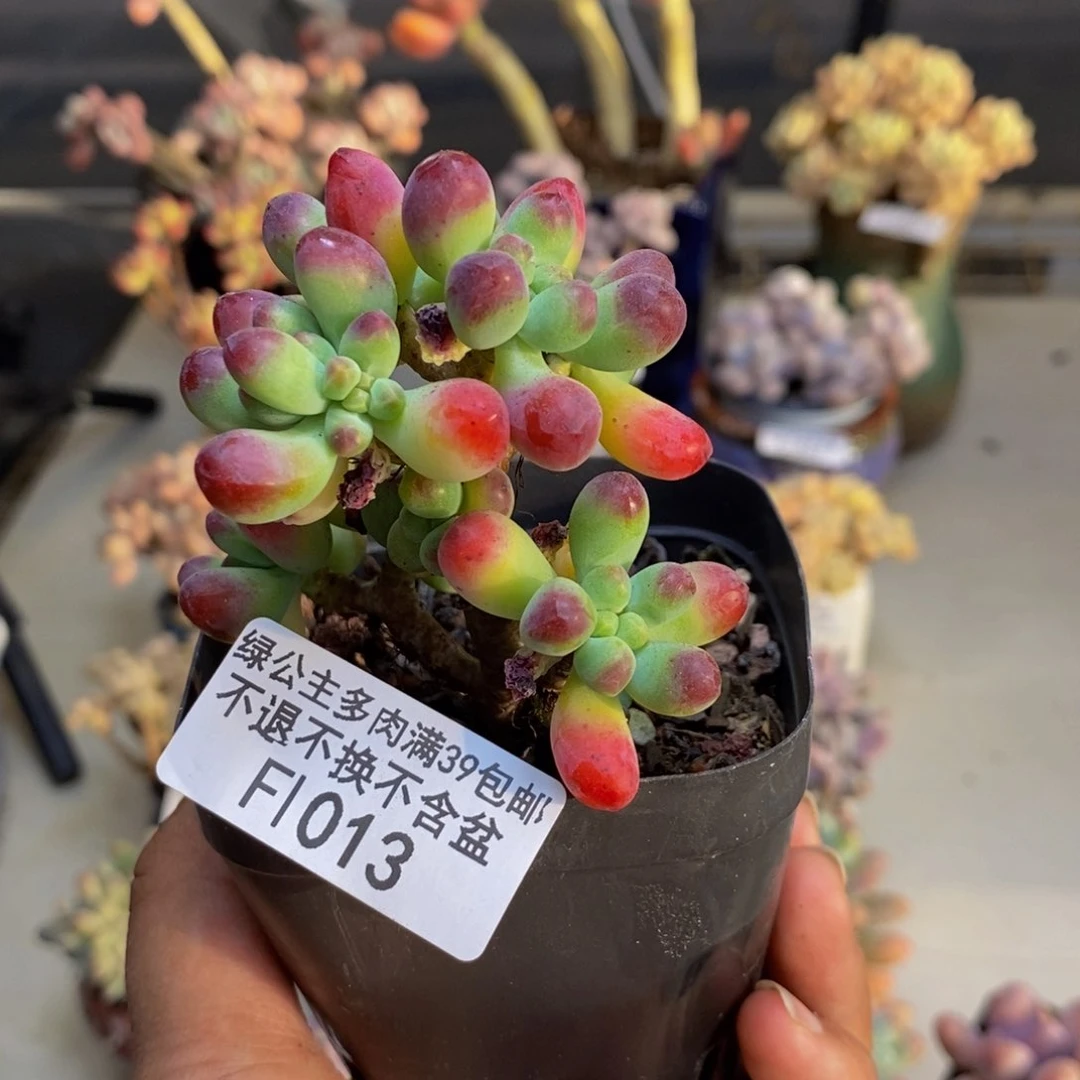 013乙女心多肉6cm