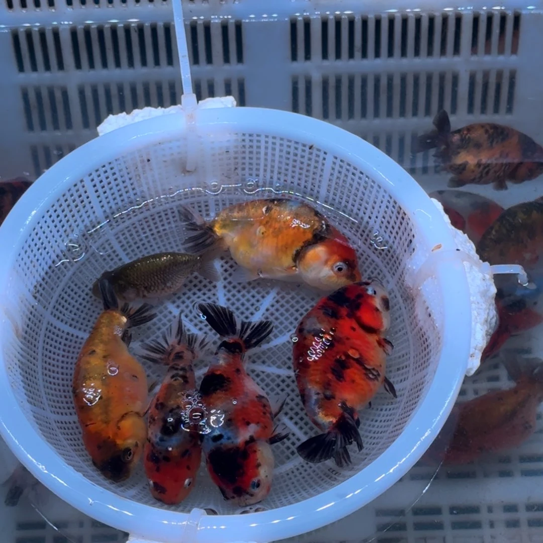 斑马鱼人生之路104号包邮到家