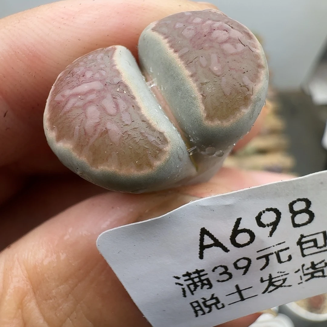 698多肉哈哈哈哈哈哈哈