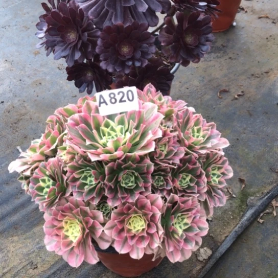 法师多肉植物✨*法师820