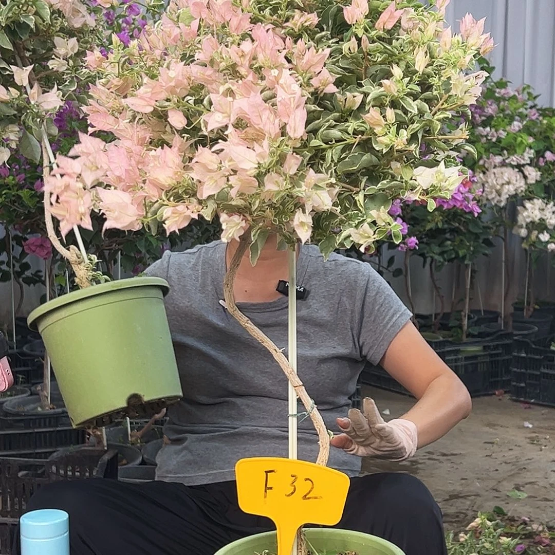 圆***麻大部分花苞少量开放F32少女心