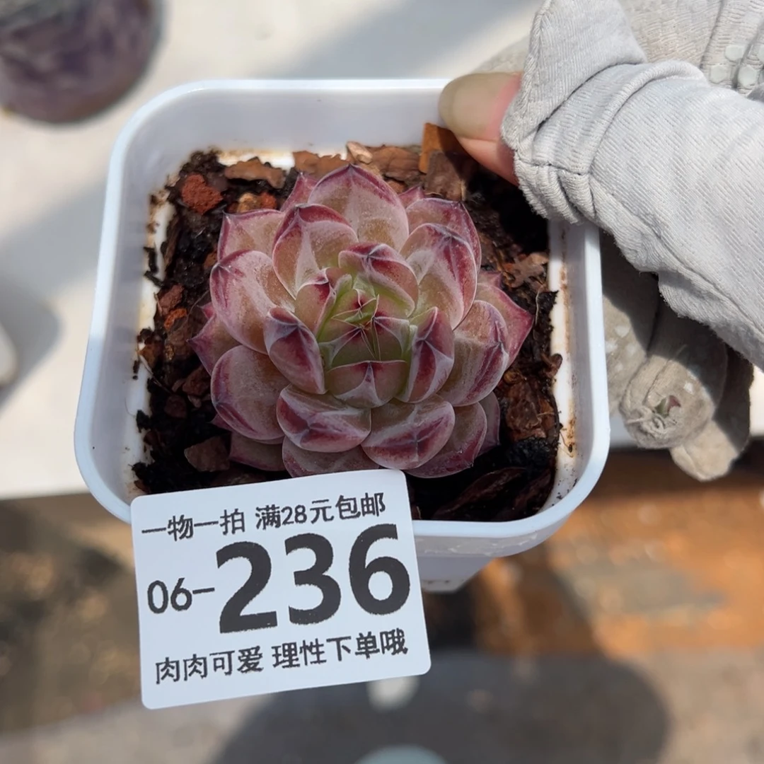 黑武士多肉多肉多肉多肉