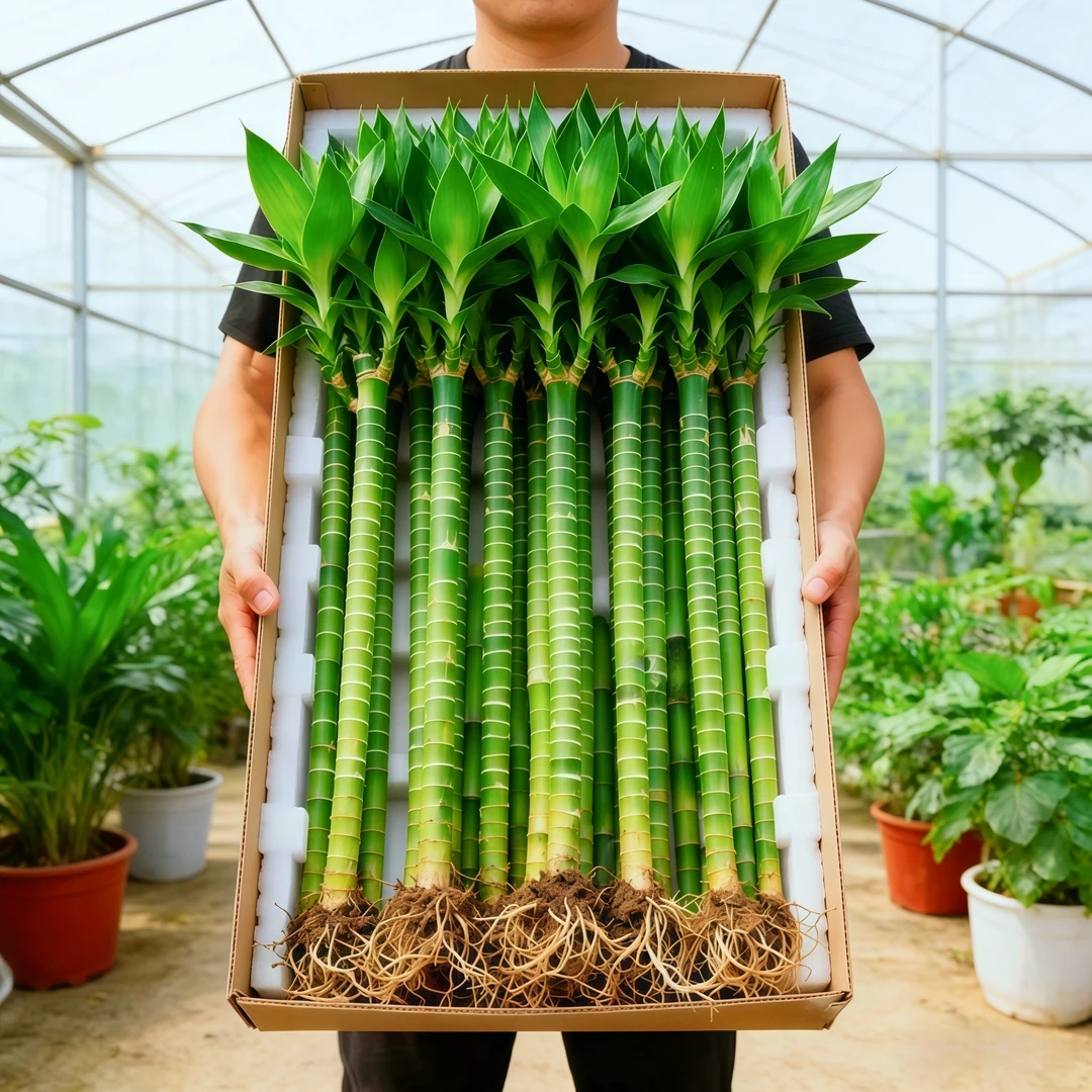 文昌竹龙竹四季常青植物节节高升丁财两旺不带瓶水培绿植带根水养